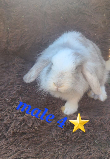 Baby rabbits ready now