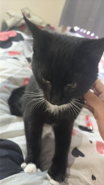 10 weeks old male tuxedo