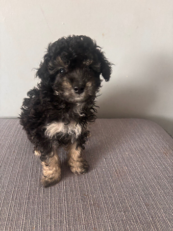 2 Poochon puppies looking for their forever home