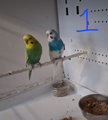 Breeding pairs of budgies