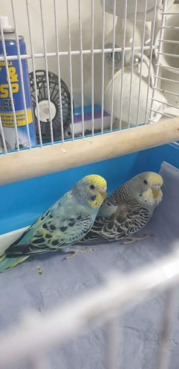 2 Baby budgies for sale with cage