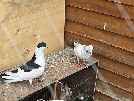 Afghan pigeons for sale