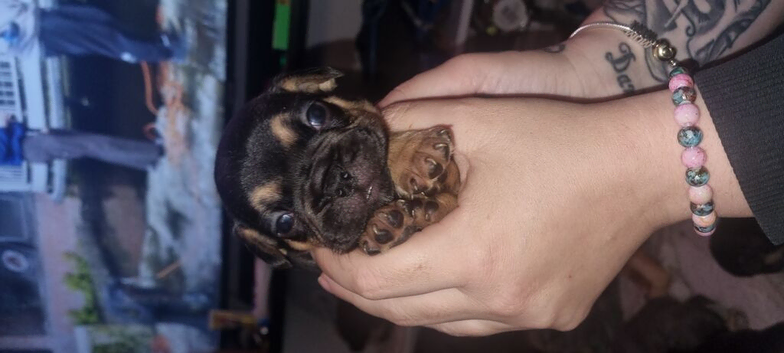 French bulldog 2 girls 1 boy