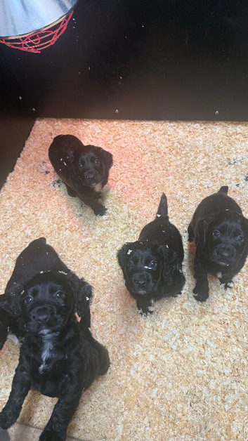Working cocker spaniel puppies