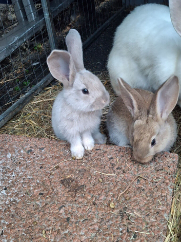 Flemish giant rabbits