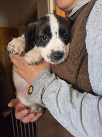 Cocker spaniel puppies READY NOW