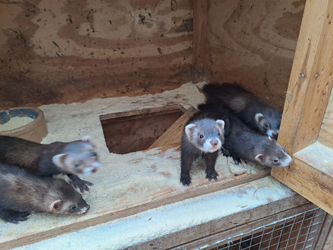 Ferret for sale...........polecat....females and males...born May 2026