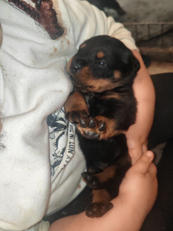 Rottweiler puppies