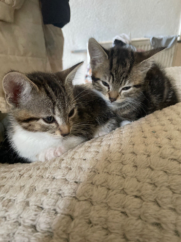 1 boy and 1 girl bengal cross kittens
