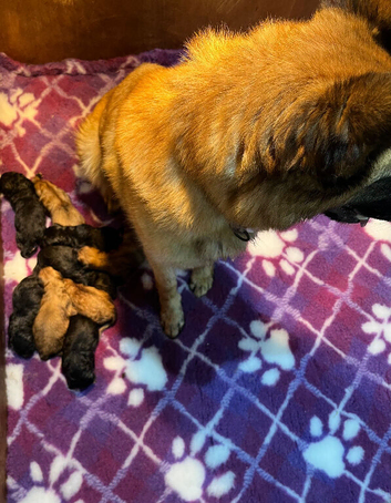 German Shepherd Pups
