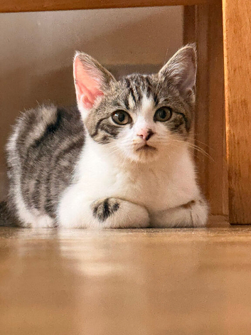 Domestic shorthair kitten