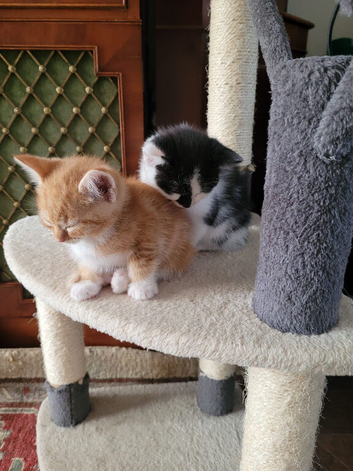 6 Kittens URGENT sale.