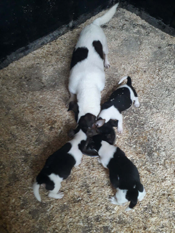 1 bitch  1 dog                   the boy with blaze now found home