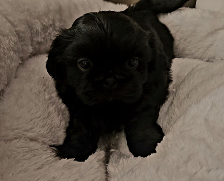 Imperial Shih Tzu Puppies