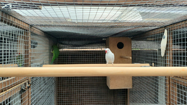 Ringneck parakeets