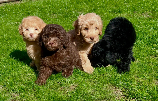READY NOW!!! Stunning Labradoodles (Miniature) From Health tested parents