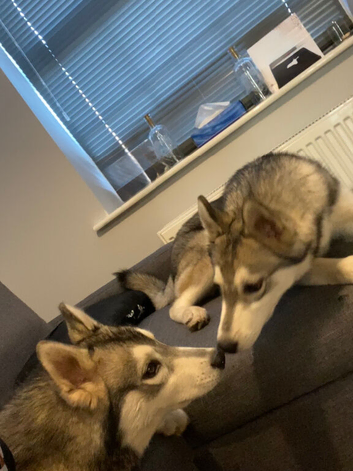 Huskies 2 male Brothers