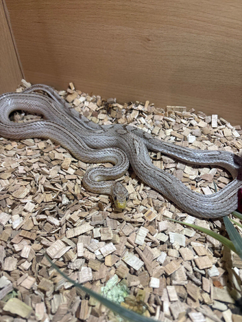 Kenyan sand boa and corn snake for sale