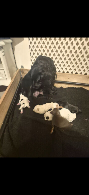 Working cocker spaniel