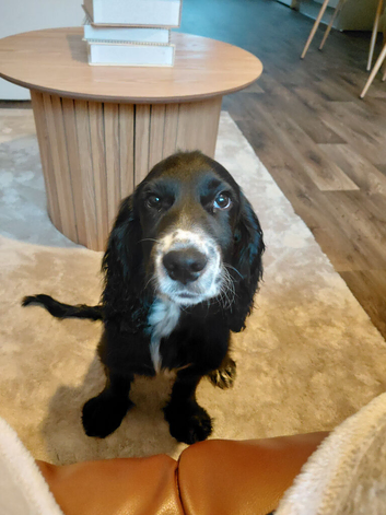 Male cocker spaniel