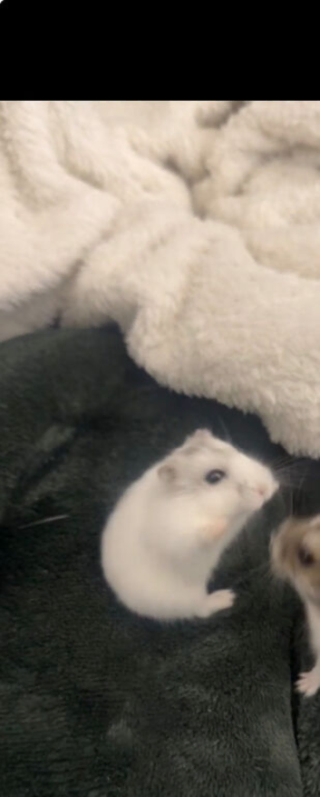 hamster