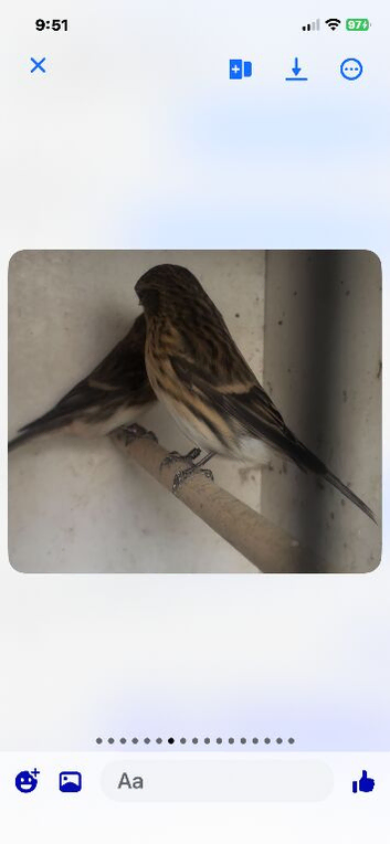 Redpolls for sale