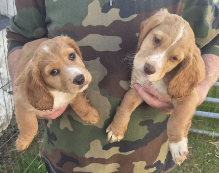 Cocker Spaniel puppies for sale