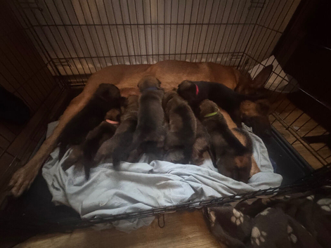Belgian malinois puppies