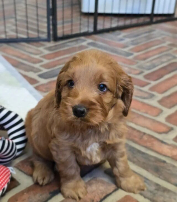 Cockapoo Puppies