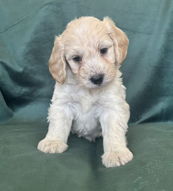 Ready now - Gorgeous Cockapoo puppies mum is Show Cocker x miniature Poodle- Dad is a miniature Poodle - Puppies 3/4 Poodle