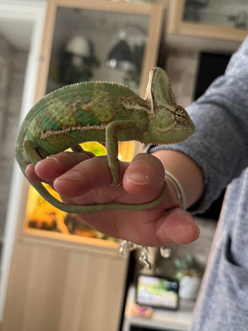 Male Yemen Chameleon for sale for only &pound;130