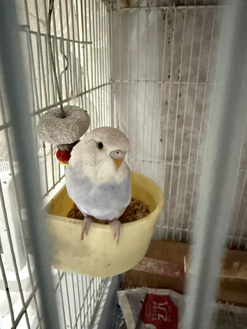 Violet and white baby budgie