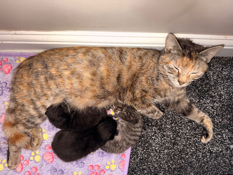 Kittens