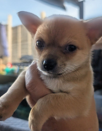 Pom-chi babies seeking forever homes