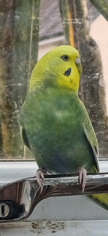 Rainbow hen