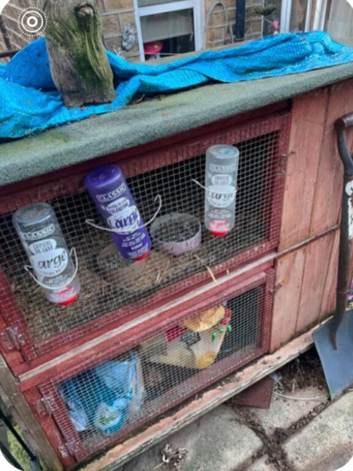 Rabbit for sale