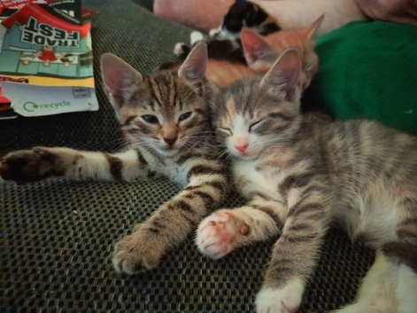 Litter of 5 beautiful playful kittens