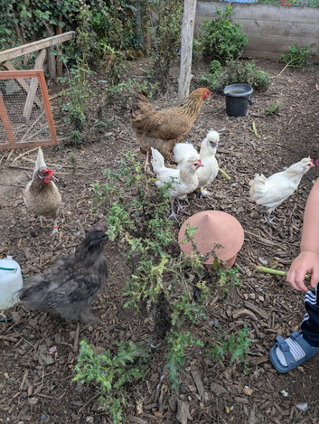 Laying hens