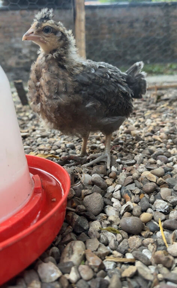 6 week old chicks
