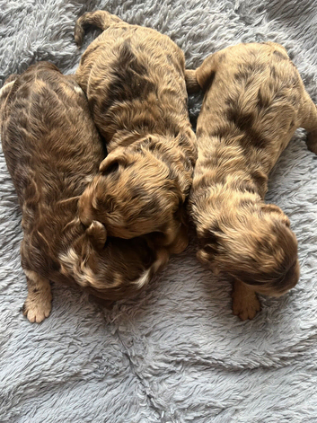 Superb F1 Cockapoo puppies