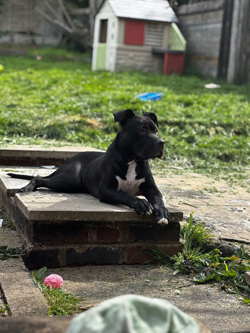 Beautiful 8 month old boy