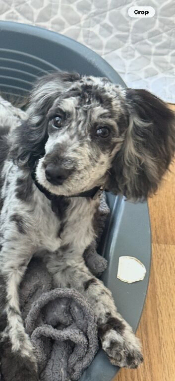 Cockerpoo