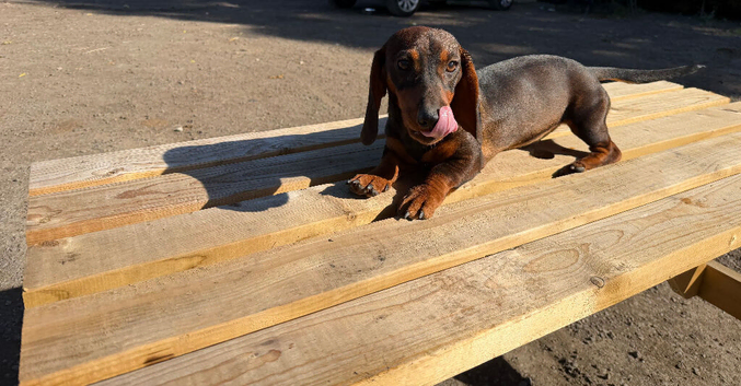 1 female teckel puppy for sale 14 weeks old