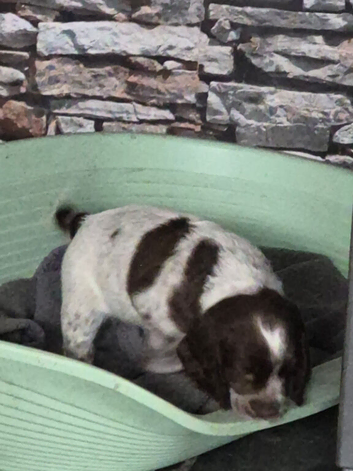 Gorgeous 8 week old sprocker puppy
