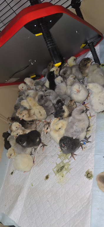 Day old chicks hatched 9/4/26