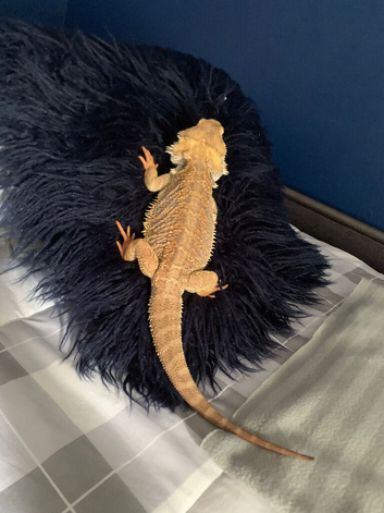Bearded dragon