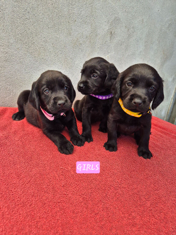 Springador Puppies READY NOW