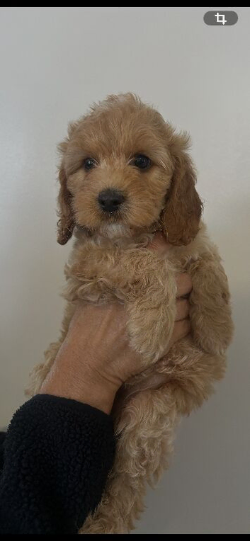 Ready Now Last 2 beautiful cockapoo puppies