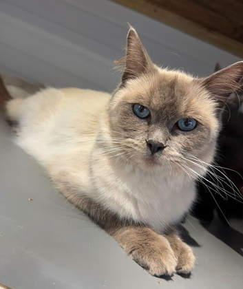 Beautiful ragdoll cross kittens