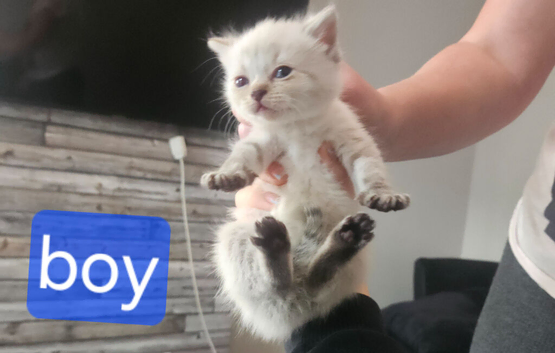 Maine coon/Persian 4 weeks old